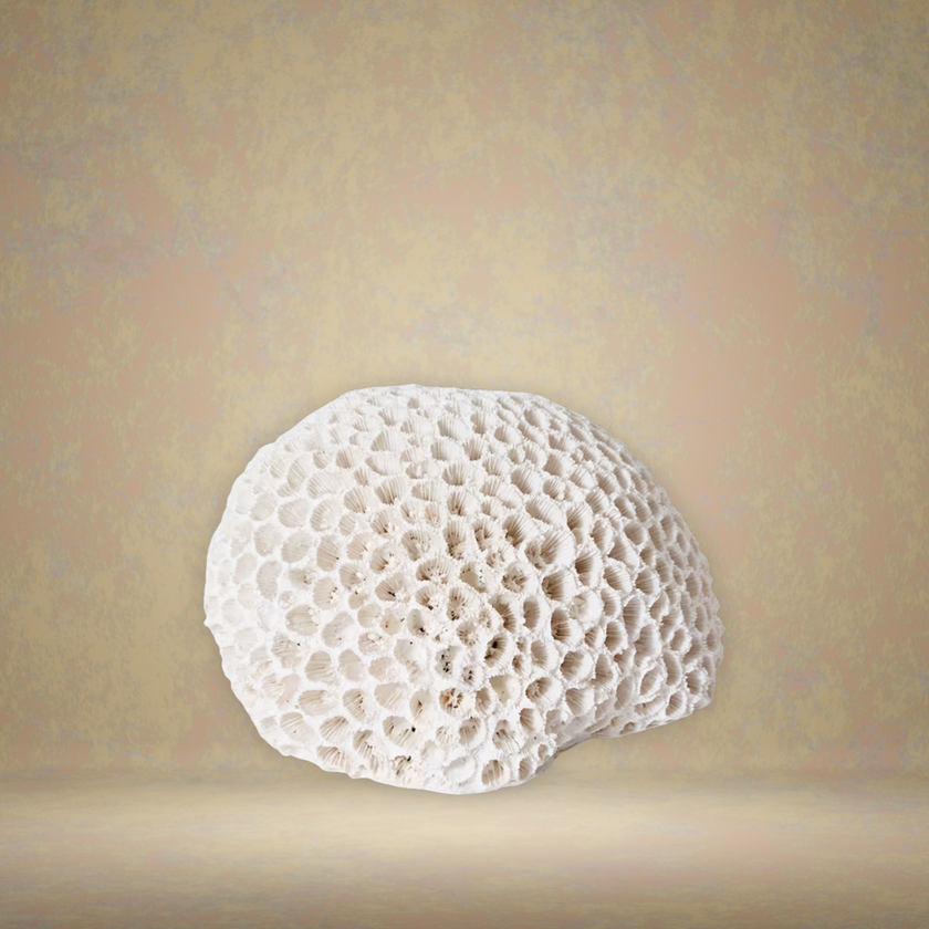 Brain Coral - Small