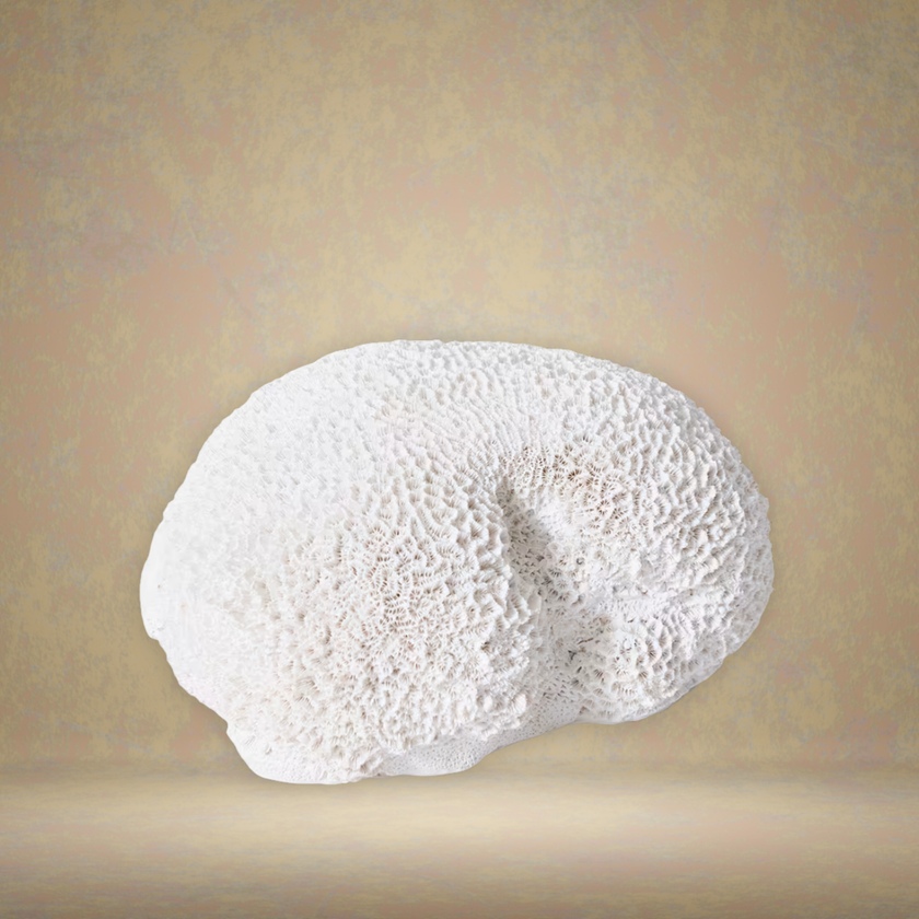Large Brain Coral Sculpture