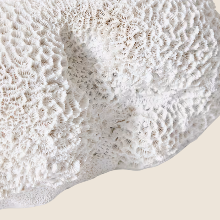 Large Brain Coral Sculpture