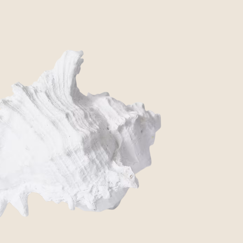 Murex Shell Sculpture
